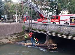 Recupero albero dal fiume Olona a Legnano: 25 settembre 
