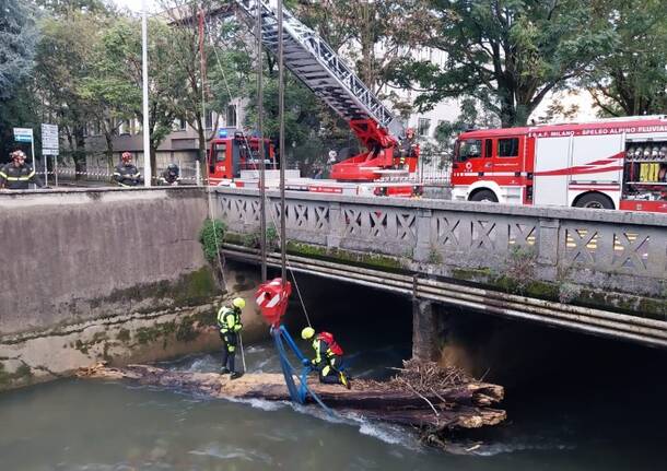 Recupero albero dal fiume Olona a Legnano: 25 settembre 