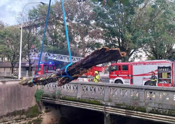 Recupero albero dal fiume Olona a Legnano: 25 settembre 
