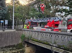 Recupero albero dal fiume Olona a Legnano: 25 settembre 