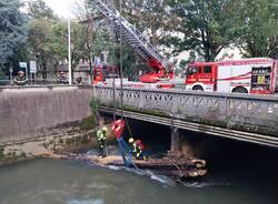 Recupero albero dal fiume Olona a Legnano: 25 settembre 