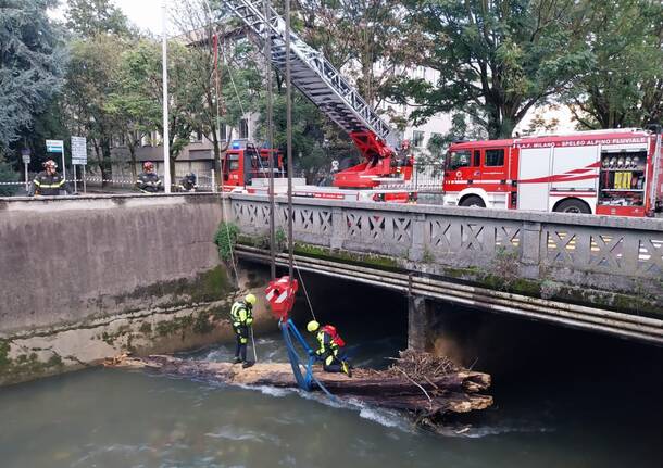 Tronco nel fiume Olona a Legnano: Vigili del Fuoco in viale Gorizia