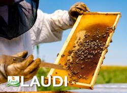 Lausi Srl 
