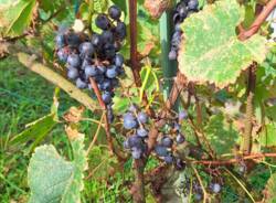 Vendemmia in gioco: i bambini di Lissago tra uva, arte e creatività