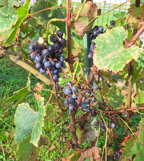 Vendemmia in gioco: i bambini di Lissago tra uva, arte e creatività