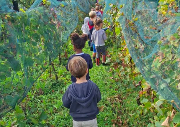 Vendemmia in gioco: i bambini di Lissago tra uva, arte e creatività