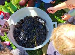 Vendemmia in gioco: i bambini di Lissago tra uva, arte e creatività