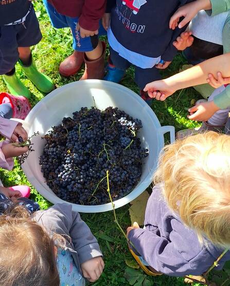 Vendemmia in gioco: i bambini di Lissago tra uva, arte e creatività