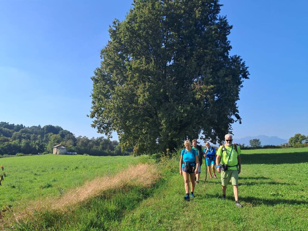 Via Francisca Castiglione castellanza 