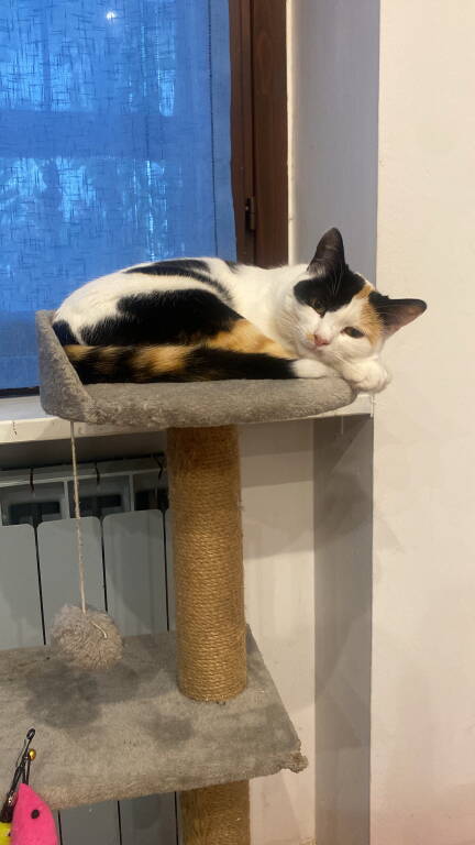 Aiutateci a riportare Merope a casa!!!