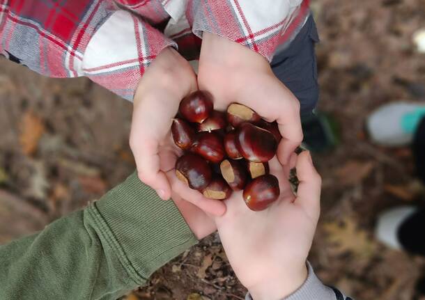Cento bambini della primaria Galilei nei boschi di Velate a raccogliere castagne
