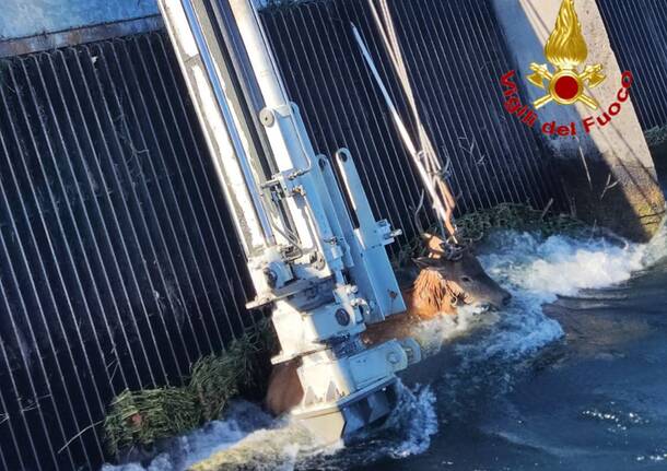 Cervo salvato nel canale industriale a Vizzola Ticino