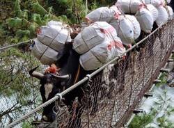 Diario Nepalese 2025 - Beneficienza, ecologia e traffico