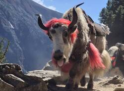 Diario Nepalese 2025: la sveglia dei monaci