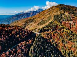 Foliage in Oasi Zegna
