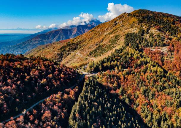 Foliage in Oasi Zegna