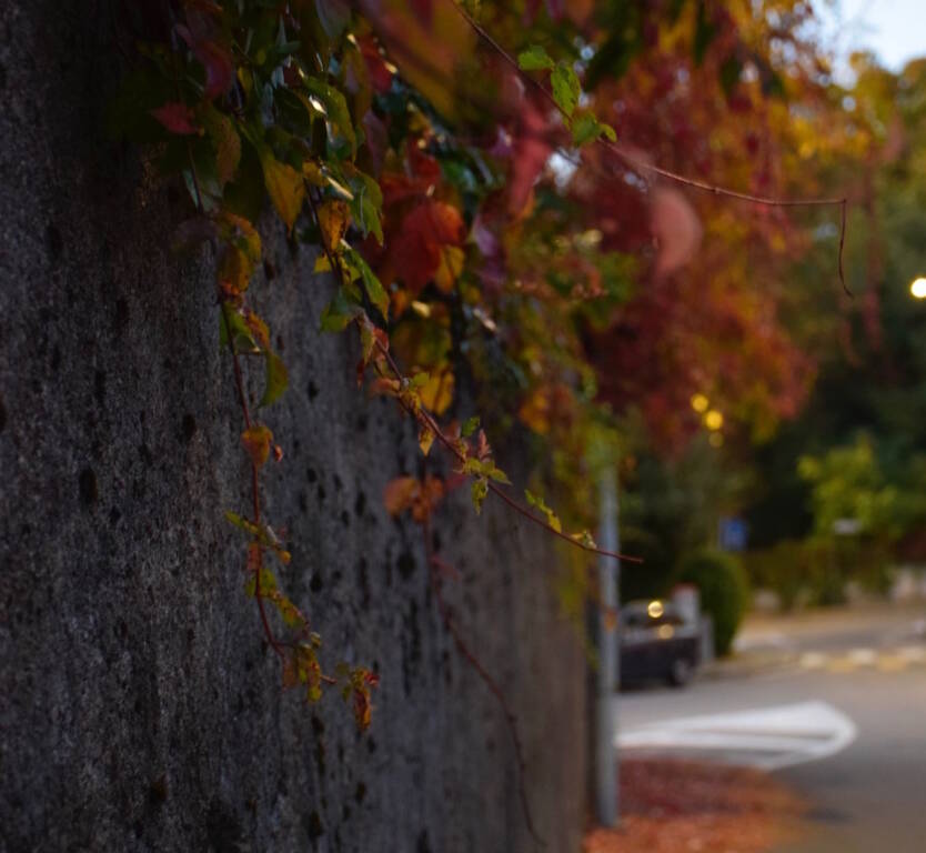 Foto del giorno ottobre 2025