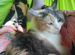 E’ scomparsa da Morazzone la gatta Aida