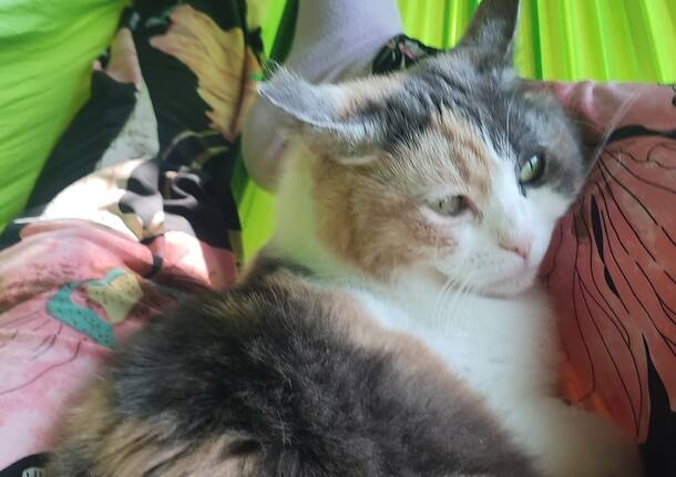 E’ scomparsa da Morazzone la gatta Aida