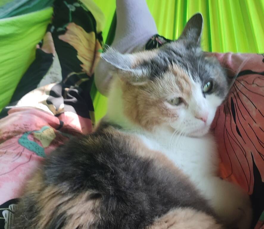 gatta Aida scomparsa a Morazzone