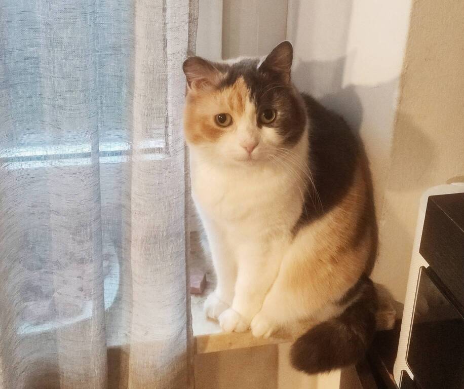 gatta Aida scomparsa a Morazzone