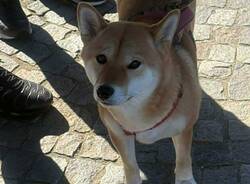 Gli Shiba Inu conquistano il lungolago di Laveno Mombello
