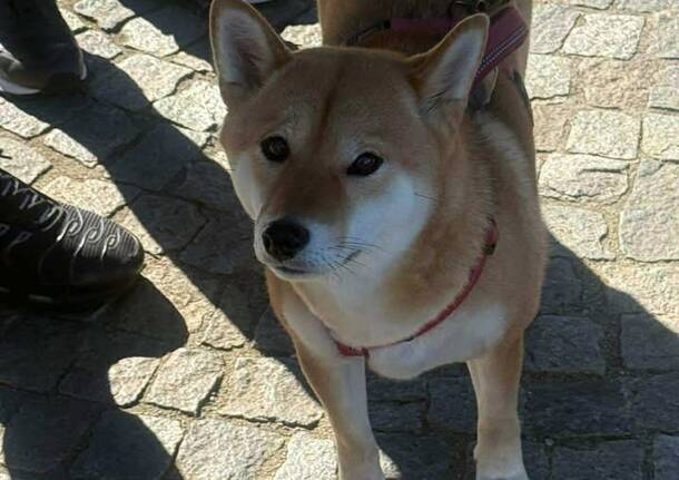 Gli Shiba Inu conquistano il lungolago di Laveno Mombello