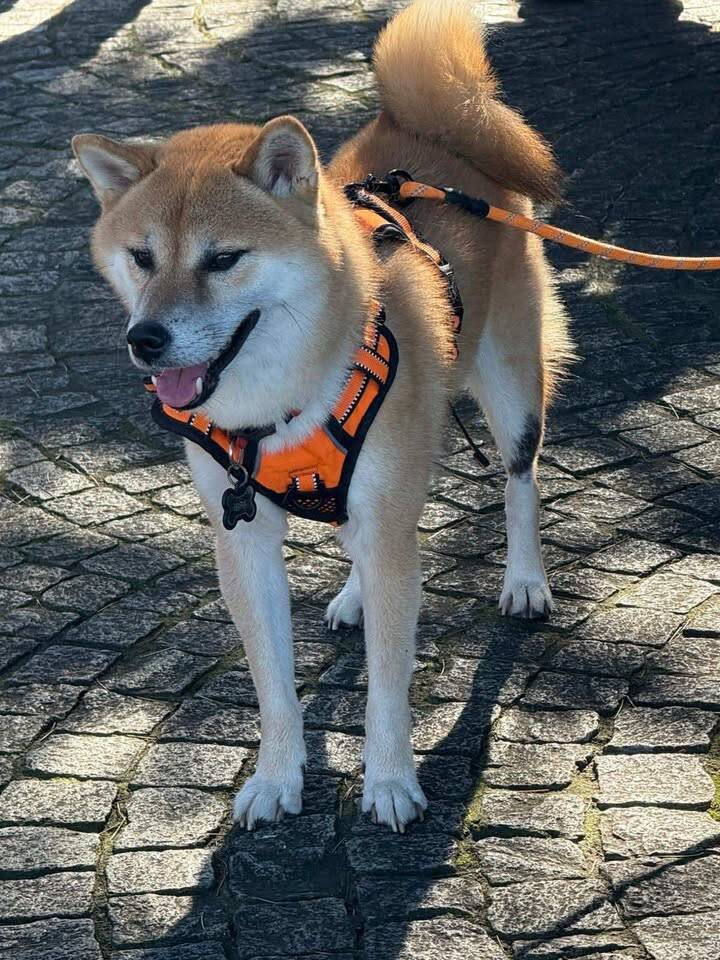 Gli Shiba Inu conquistano il lungolago di Laveno Mombello