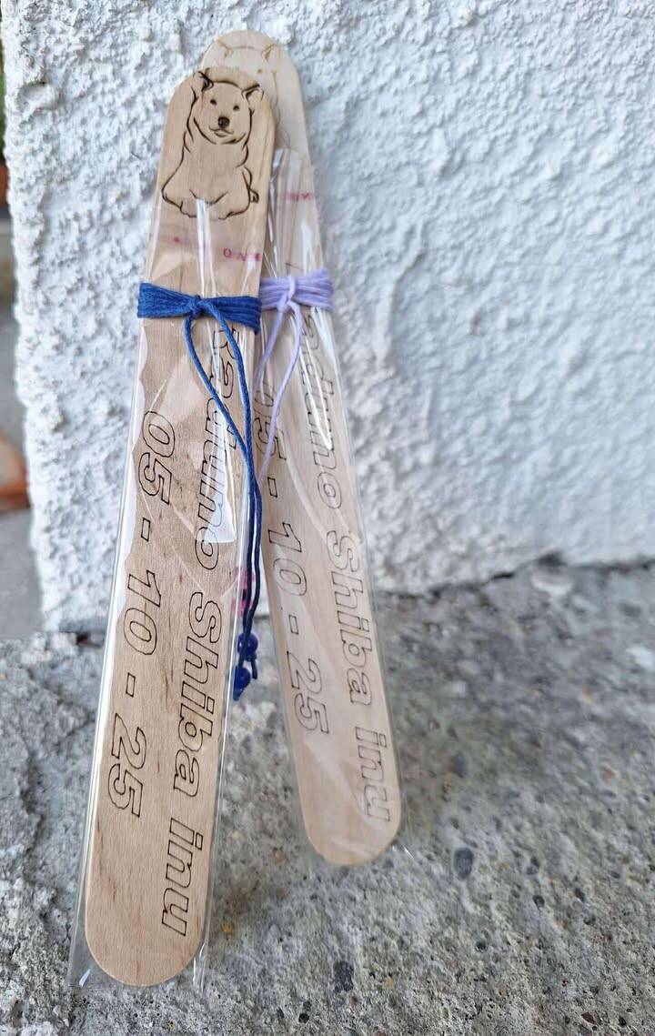 Gli Shiba Inu conquistano il lungolago di Laveno Mombello