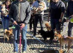 Gli Shiba Inu conquistano il lungolago di Laveno Mombello