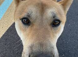 Gli Shiba Inu conquistano il lungolago di Laveno Mombello