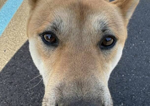 Gli Shiba Inu conquistano il lungolago di Laveno Mombello