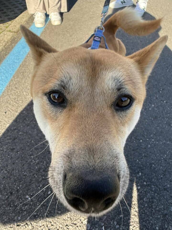 Gli Shiba Inu conquistano il lungolago di Laveno Mombello
