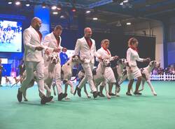 INSUBRIA WINNER Circuit