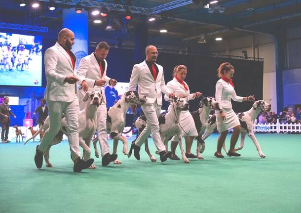 INSUBRIA WINNER Circuit