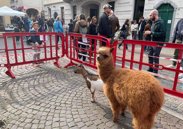 Legnano: una domenica a “L’Autunno in Corso”