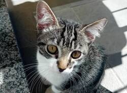 Chi ha visto il gattino Pepe?