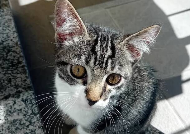 Chi ha visto il gattino Pepe?