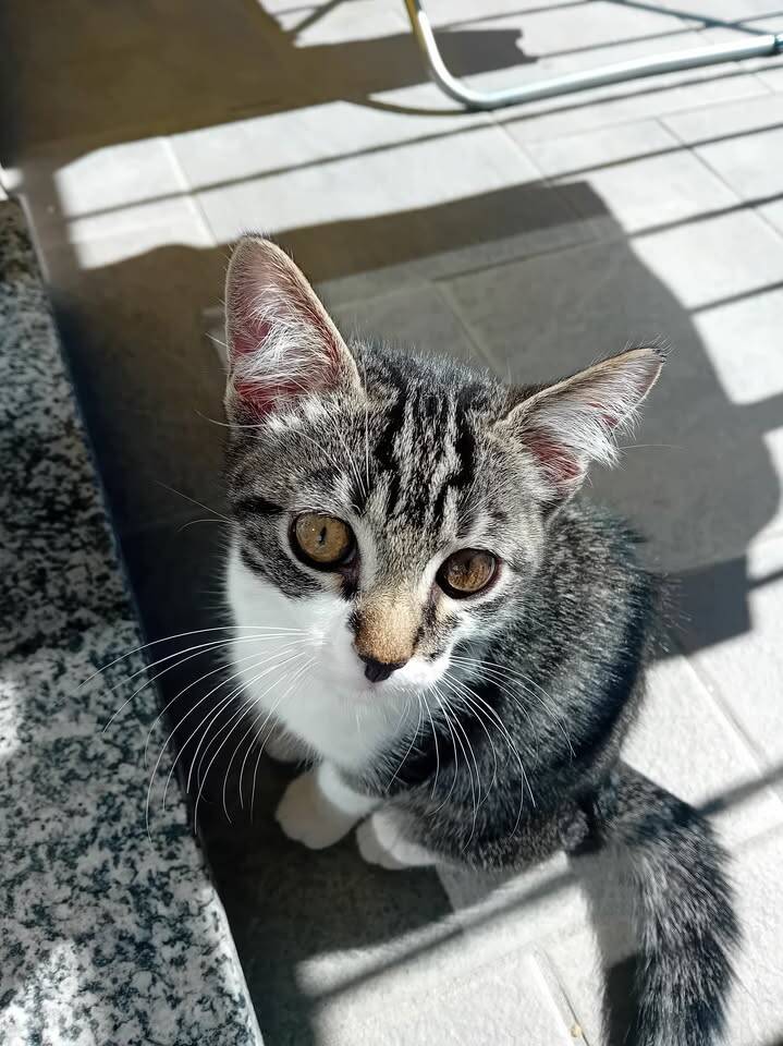 smarrito gatto pepe