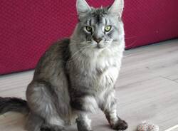 Smarrito il gatto Merlino