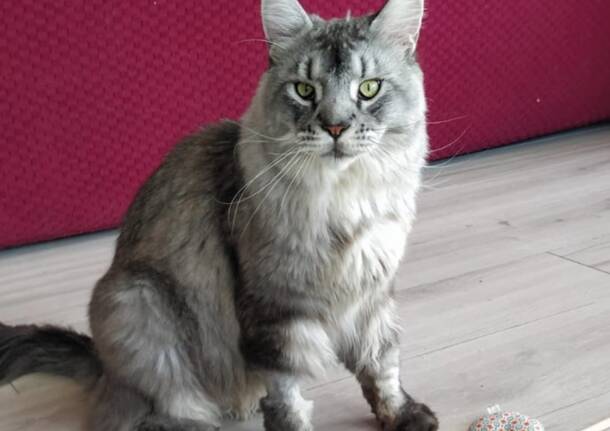 Smarrito il gatto Merlino