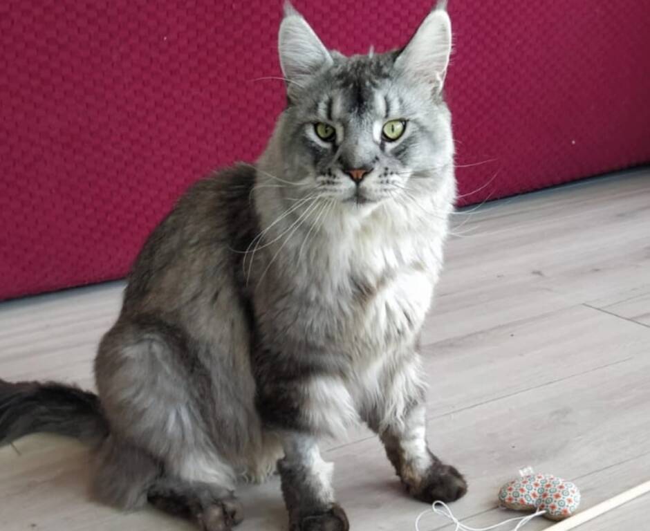 Smarrito il gatto Merlino