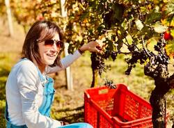 vendemmia varese