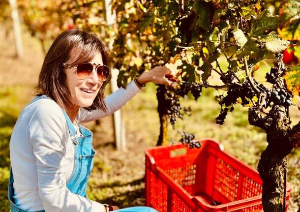 vendemmia varese