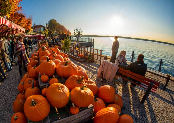 zucca