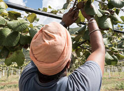 Agro Punjab Lo sfruttamento dei sikh nelle campagne di Latina