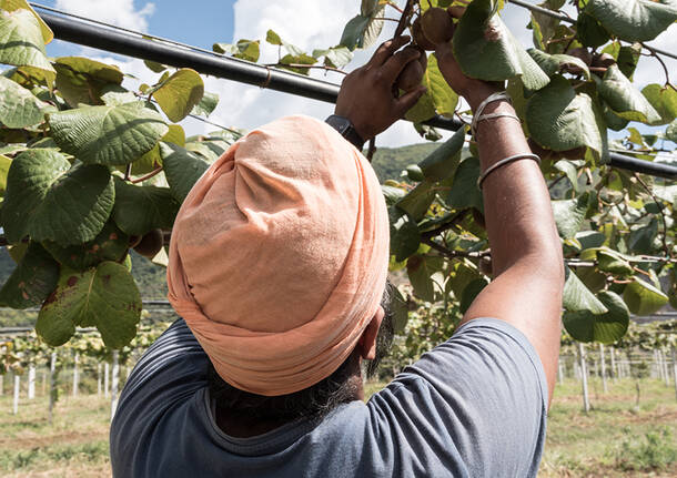 Agro Punjab Lo sfruttamento dei sikh nelle campagne di Latina