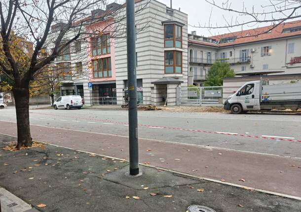 alberi tagliati gallarate