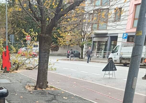 alberi tagliati gallarate