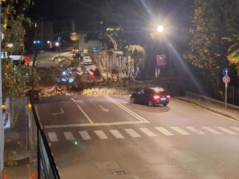 Albero caduto in via Sanvito Silvestro